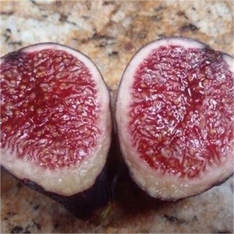 FigBid - Online Auctions of Fig Trees, Fig Cuttings & Growing Supplies ...