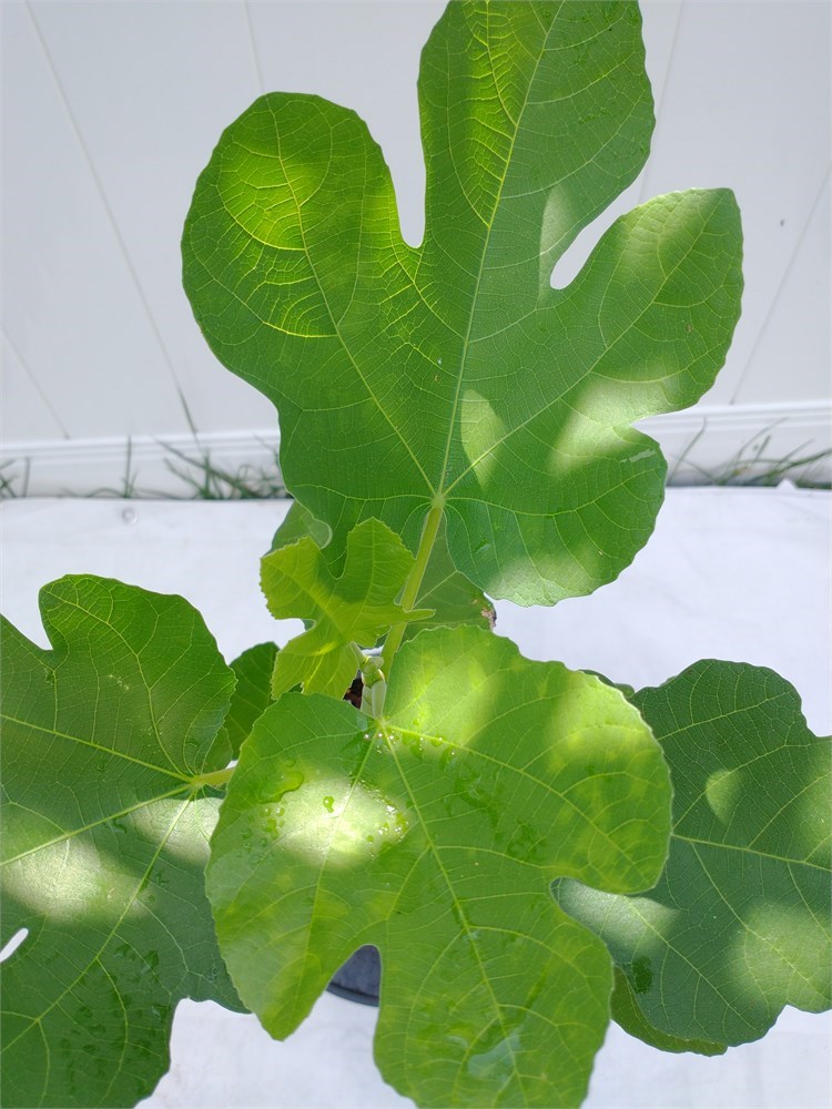 FigBid - Online Auctions of Fig Trees, Fig Cuttings & Growing Supplies ...