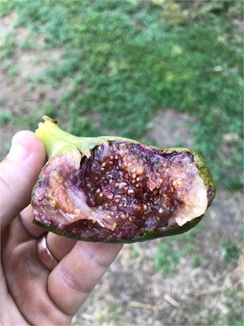 unk blackberry fig cuttings