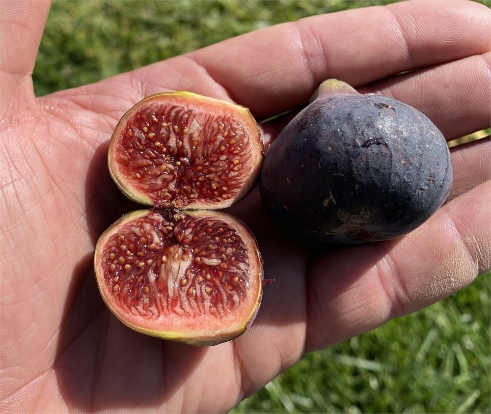 figbid-online-auctions-of-fig-trees-fig-cuttings-growing-supplies