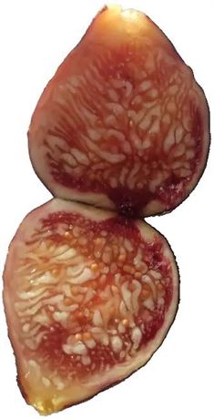 Moroccan Chaari Fig Tree - RARE (FDM™) (9" Tree Pot)