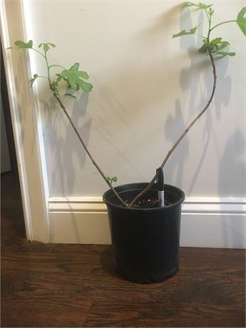 Little Ruby fig tree, own roots , 1 gallon pot.
