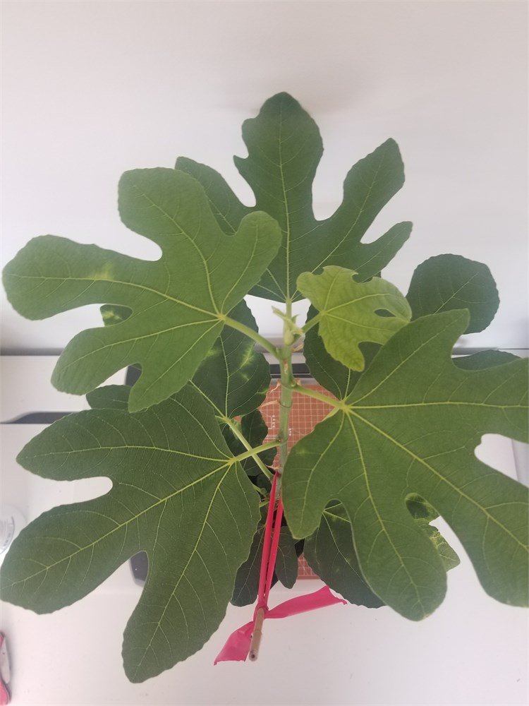 FigBid - Online Auctions of Fig Trees, Fig Cuttings & Growing Supplies ...