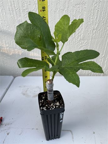 Persistent  (Capri Q) fig-  DFIC 126 - Rooted Cutting.  (HarveyC)