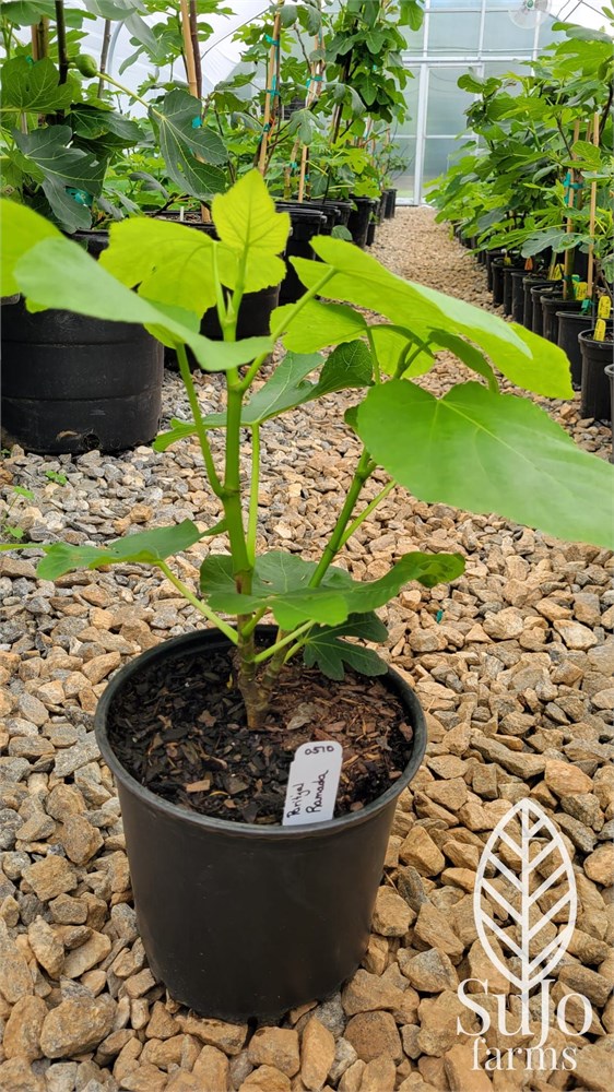 Figbid - Online Auctions Of Fig Trees, Fig Cuttings & Growing Supplies 