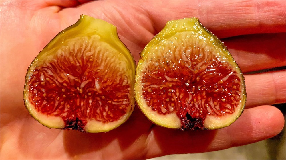 FigBid - Online Auctions of Fig Trees, Fig Cuttings & Growing Supplies -  Coll de Dama Blanca-Negra (CdD B/N) Cuttings (2 Cuttings)