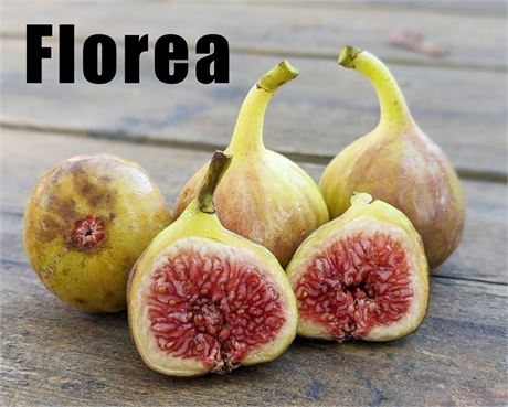 FigBid - Online Auctions of Fig Trees, Fig Cuttings & Growing Supplies