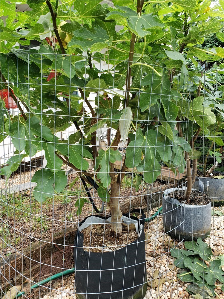 FigBid - Online Auctions of Fig Trees, Fig Cuttings & Growing Supplies ...