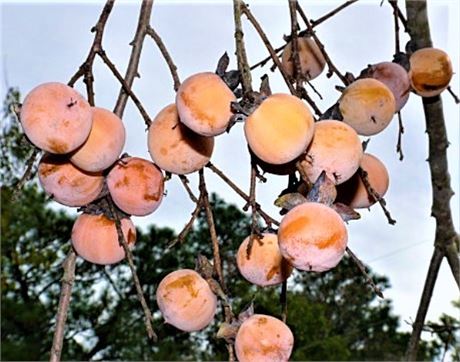 50+AMERICAN PERSIMMON SEEDS, PREMIUM SELECT, 2022 SEED FROM PREMIUM CULTIVARS