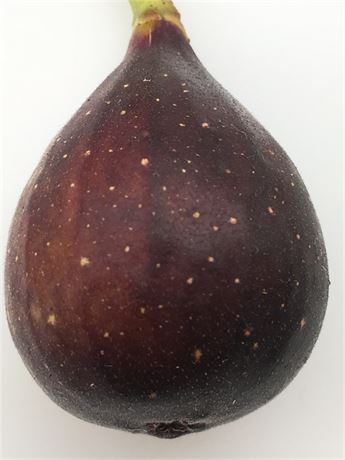 NERO 600 M Fig POTTED 1-2 FT Tall