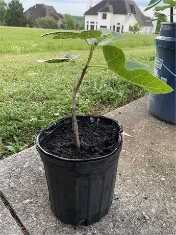 FigBid - Online Auctions of Fig Trees, Fig Cuttings & Growing Supplies ...