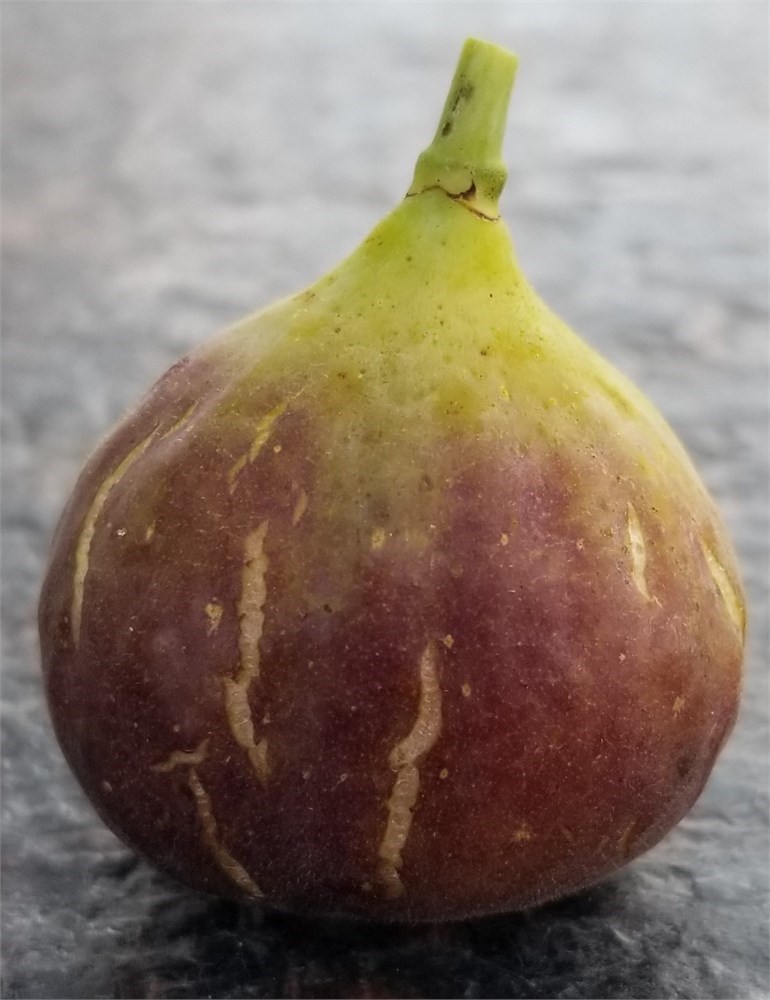 FigBid - Online Auctions of Fig Trees, Fig Cuttings & Growing Supplies ...