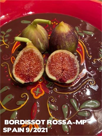 FIG TREE FROM CUTTING BORDISSOT ROSSA~MP~Another AWSOME variety from Pons