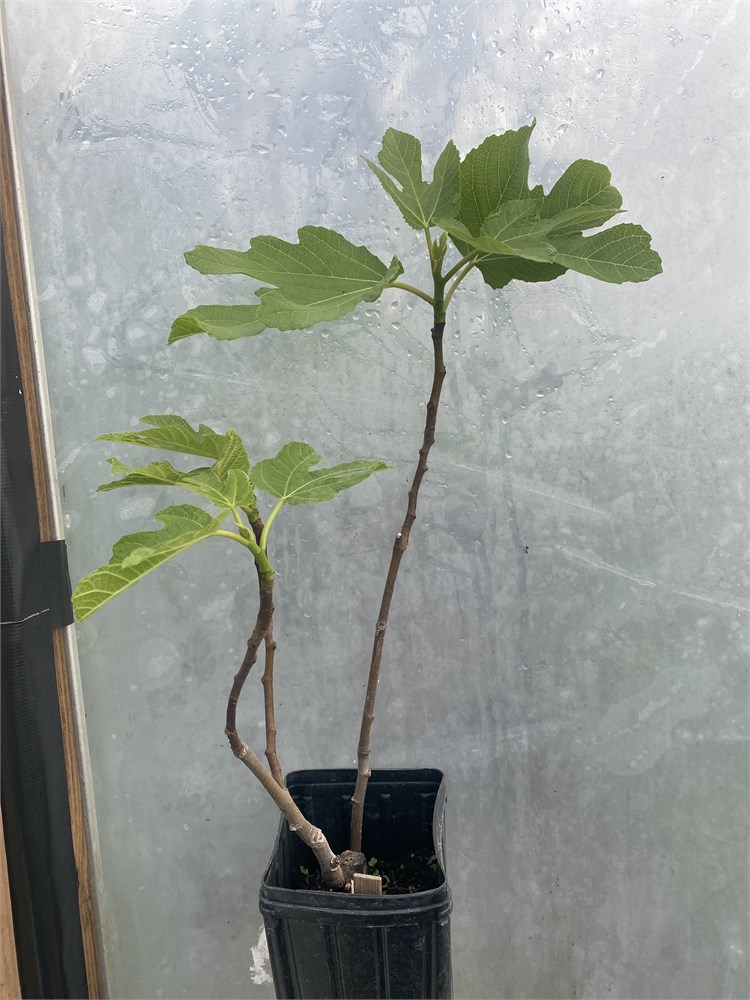 Figbid - Online Auctions Of Fig Trees, Fig Cuttings & Growing Supplies 