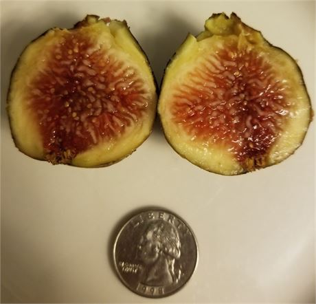 Figbid - Online Auctions Of Fig Trees, Fig Cuttings & Growing Supplies 