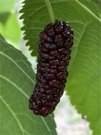 Illinois everbearing Mulberry (4) Cuttings COLD HARDY