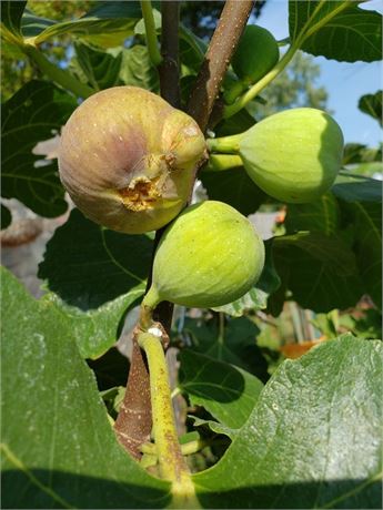 FigBid - Online Auctions of Fig Trees, Fig Cuttings & Growing