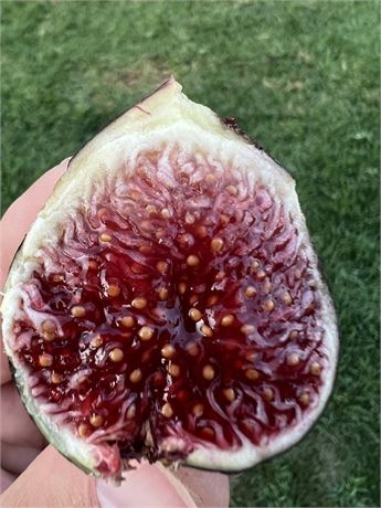 FigBid - Online Auctions of Fig Trees, Fig Cuttings & Growing