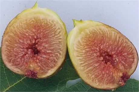 Skardu Black Pakistani Fig Tree Cuttings