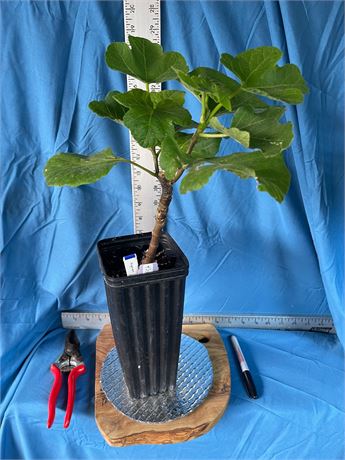 Aignan,  Grafted - New cultivar from( Figues du Monde France )