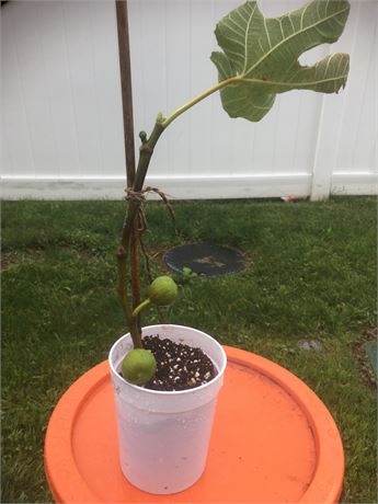 Golden rainbow fig tree with figs, own roots, air layer,
