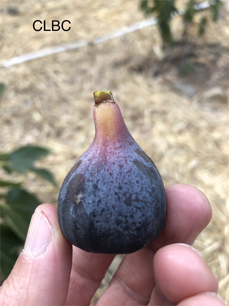 FigBid - Online Auctions of Fig Trees, Fig Cuttings & Growing Supplies ...