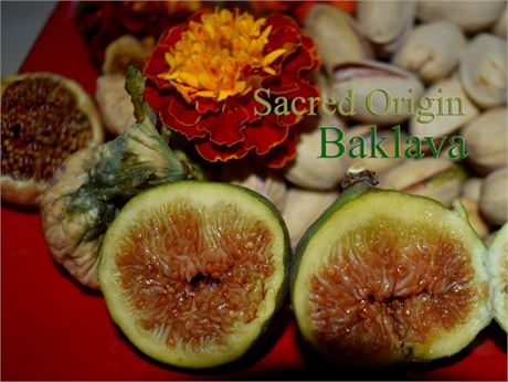 Sacred Origin's Baklava fig, treepot, Unique dark green.- no reserve.