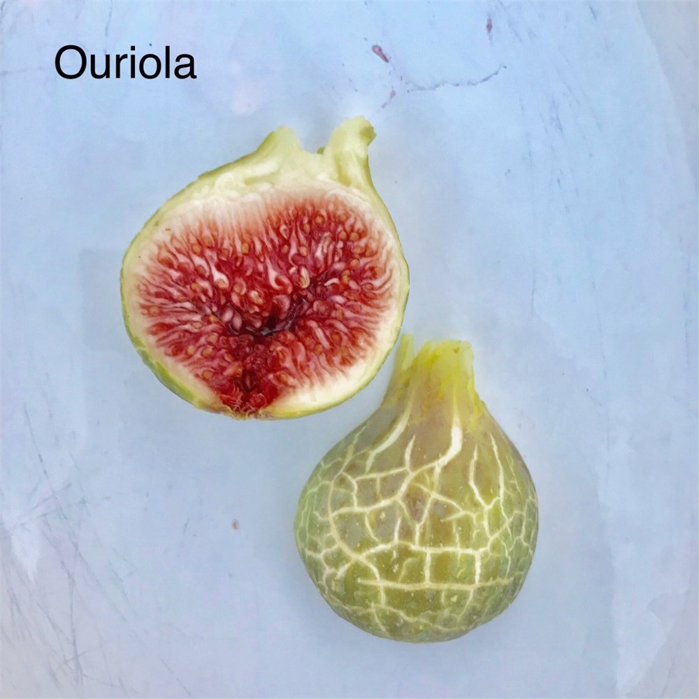 FigBid - Online Auctions of Fig Trees, Fig Cuttings & Growing Supplies ...