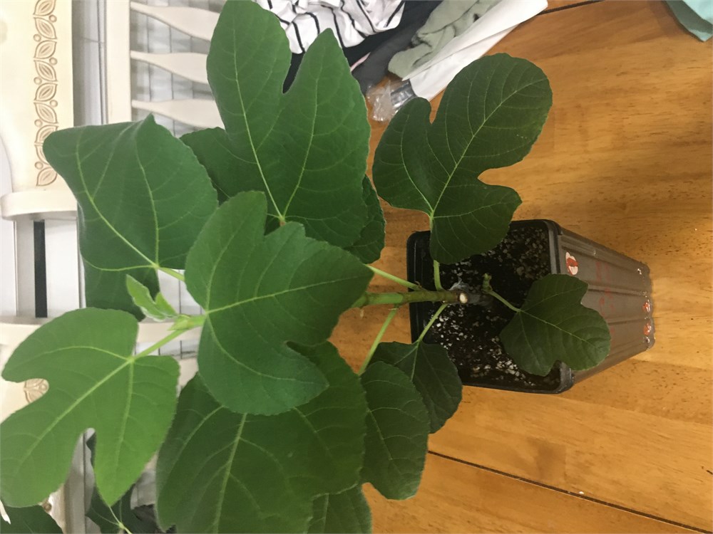 FigBid - Online Auctions of Fig Trees, Fig Cuttings & Growing Supplies ...