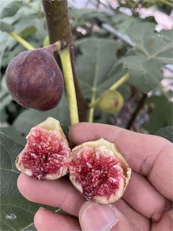 FigBid - Online Auctions of Fig Trees, Fig Cuttings & Growing