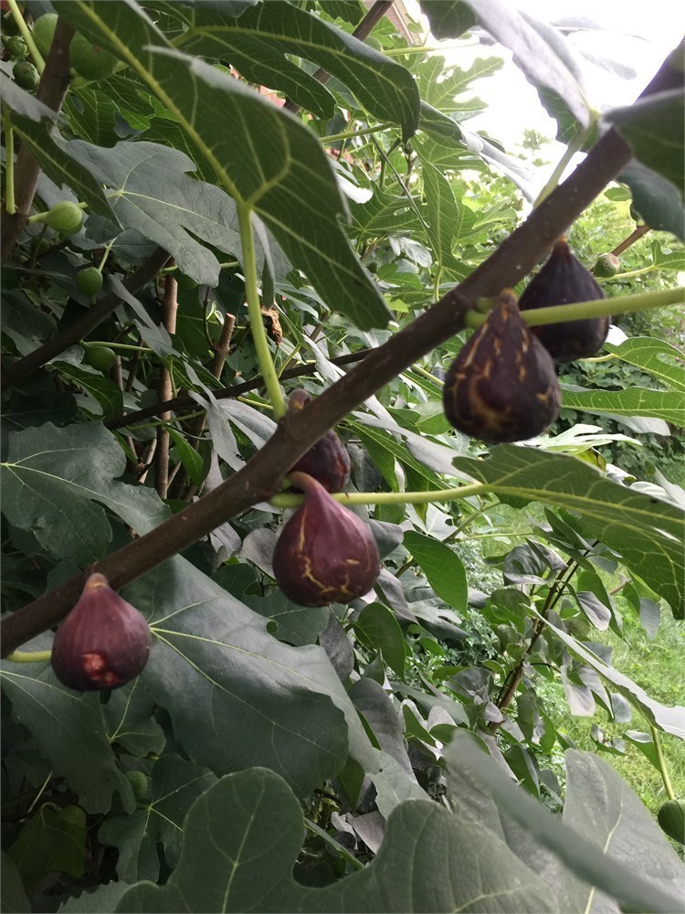 Figbid - Online Auctions Of Fig Trees, Fig Cuttings & Growing Supplies 