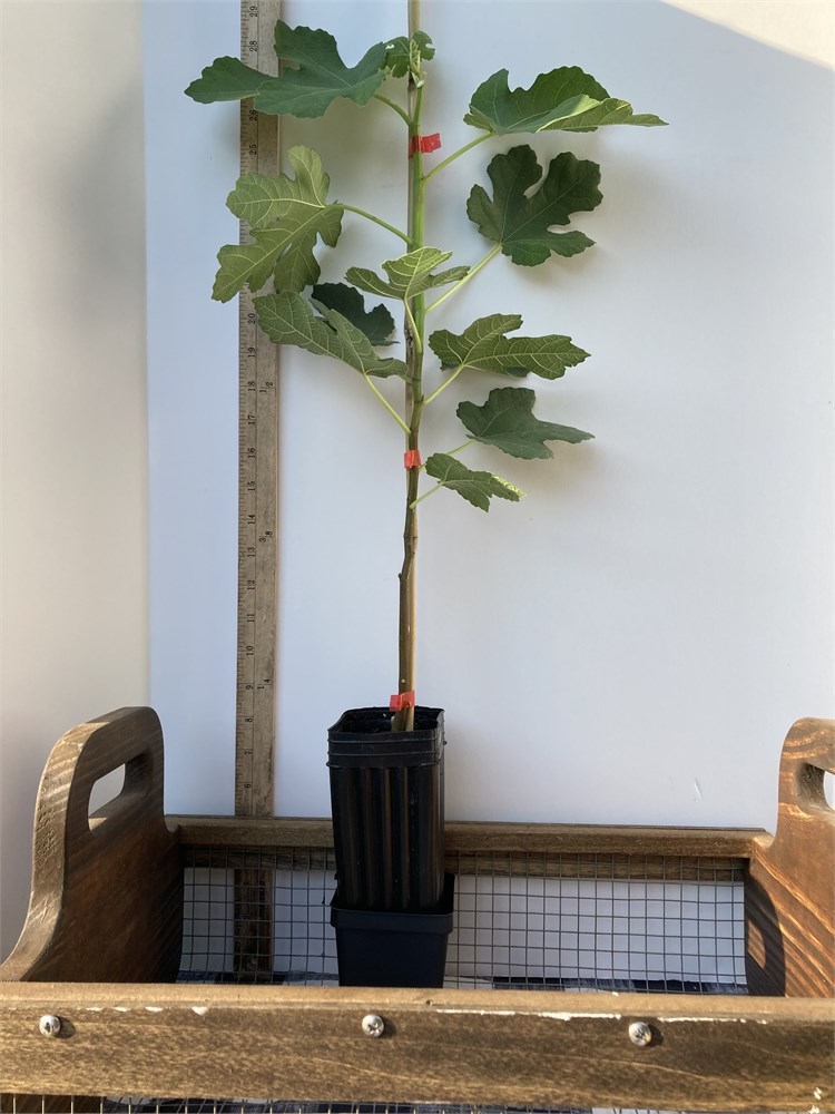 FigBid - Online Auctions of Fig Trees, Fig Cuttings & Growing Supplies ...