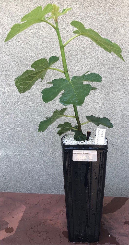 FigBid - Online Auctions of Fig Trees, Fig Cuttings & Growing Supplies ...