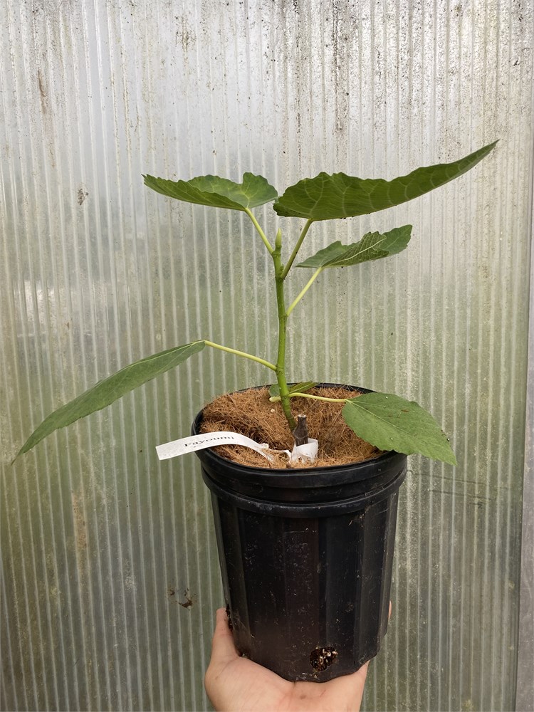 FigBid - Online Auctions of Fig Trees, Fig Cuttings & Growing Supplies ...