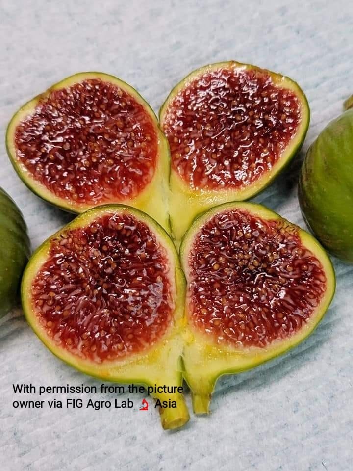 FigBid - Online Auctions of Fig Trees, Fig Cuttings & Growing Supplies - Jamal  al Asfar -- The Yellow Beauty