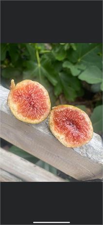 FigBid - Online Auctions of Fig Trees, Fig Cuttings & Growing Supplies -  Coll de Dama Blanca-Negra (CdD B/N) Cuttings (2 Cuttings)