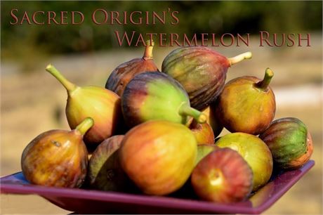 Sacred Origin's Watermelon Rush- No reserve. 5 gallon pot