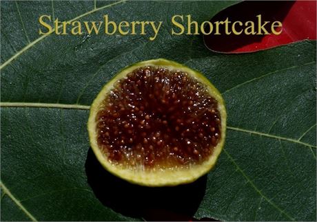 Sacred Origin's Strawberry Shortcake tree pot