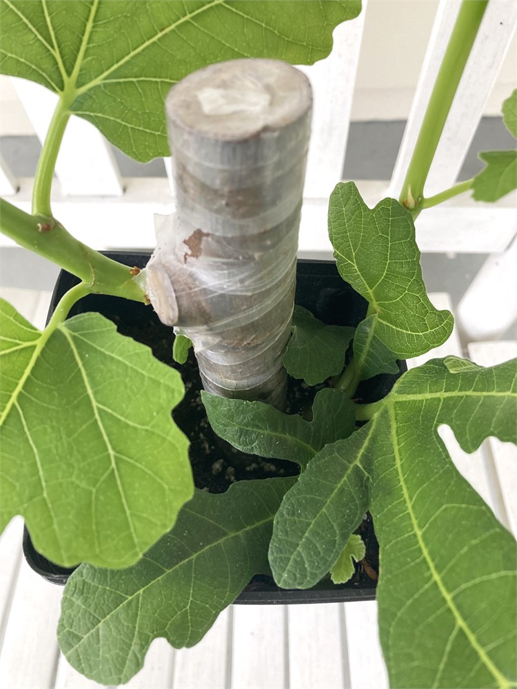 Figbid - Online Auctions Of Fig Trees, Fig Cuttings & Growing Supplies 