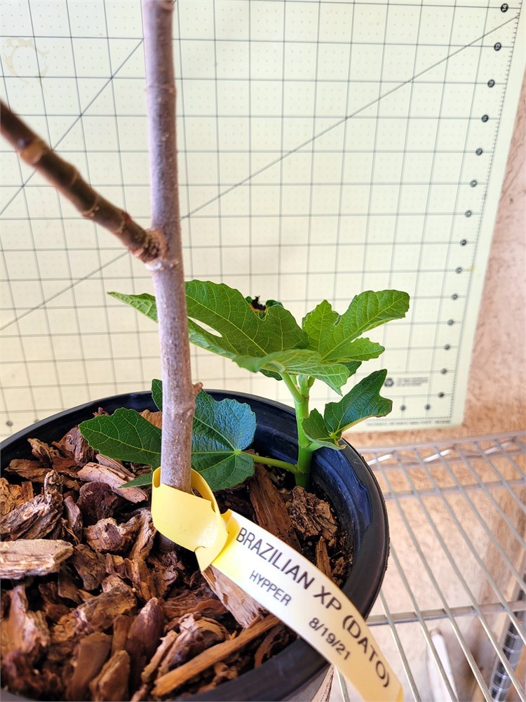 FigBid - Online Auctions of Fig Trees, Fig Cuttings & Growing Supplies ...