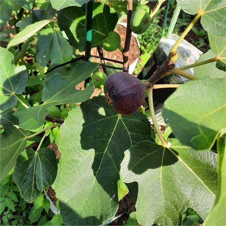 Figbid - Online Auctions Of Fig Trees, Fig Cuttings & Growing Supplies 