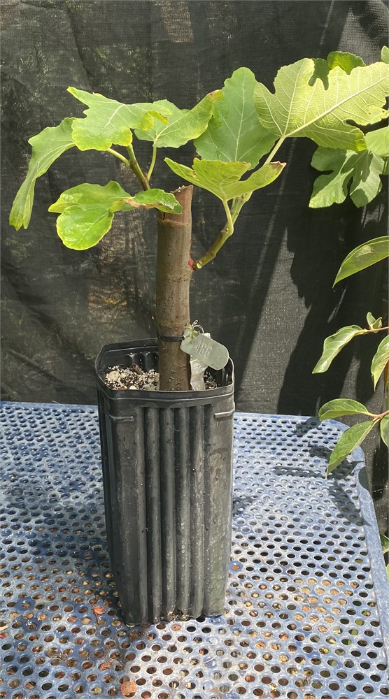 FigBid - Online Auctions of Fig Trees, Fig Cuttings & Growing Supplies ...