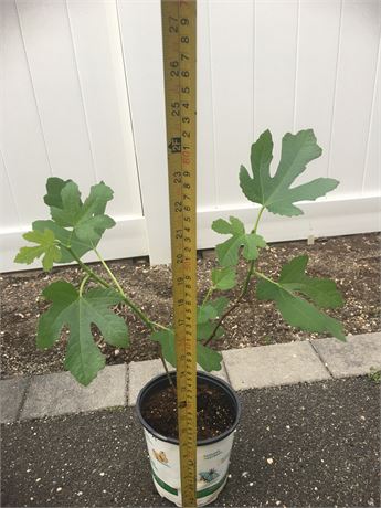 Organically grown White Adriatic Fig tree,3 branches,1-2ft , M to L size fruits