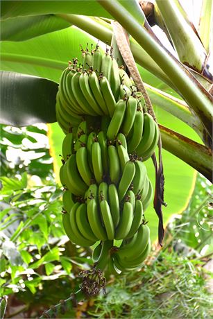 Banana Plant “Dwarf Cavendish”