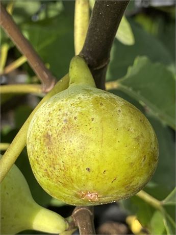LSU Scott's Yellow Fig POTTED 2-3 FT Tall