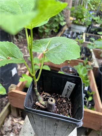 FigBid - Online Auctions of Fig Trees, Fig Cuttings & Growing Supplies