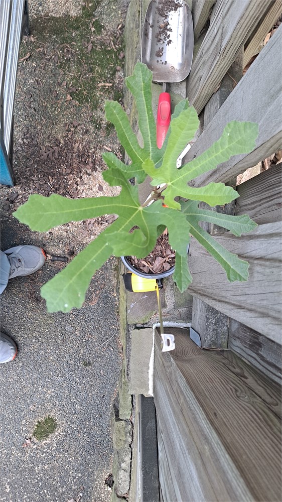 Figbid Online Auctions Of Fig Trees Fig Cuttings Growing Supplies