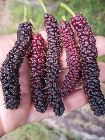Cooke’s Pakistani Black Mulberry 4 Cuttings