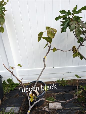 Tuscan Black - Mature (2017) 7 Gallon Tree - *LOCAL PICKUP*