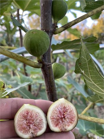 FigBid - Online Auctions of Fig Trees, Fig Cuttings & Growing